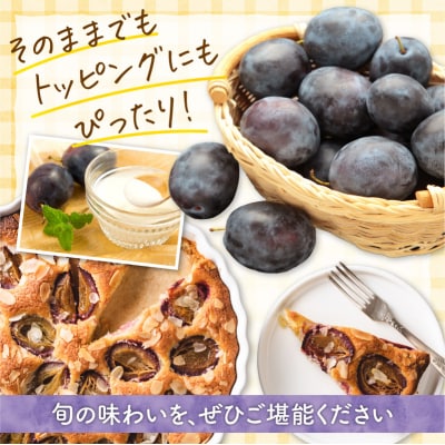 【先行受付:2026年9月中旬以降発送】余市産 生プルーン 1.6kg_Y127-0018