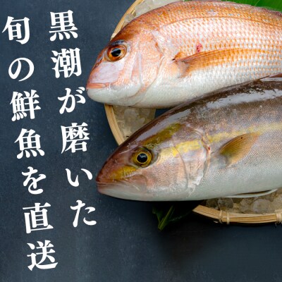 鮮魚 3kg～ 鮮魚ボックス 詰め合わせ 刺身 刺し身 さしみ 鮮度抜群 産地直送 高知県産