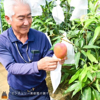 ≪今が旬!≫【家庭用】徳之島センチュリー果樹園さんの完熟マンゴー1kg(2～3玉)