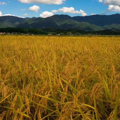 【令和7年産】コシヒカリ5kg「米屋のこだわり阿賀野市産」