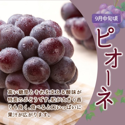 【先行受付】定期便 令和8年産 ぶどうの定期便 全3回 配送