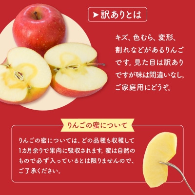 【先行予約】令和8年産 訳あり りんご サンふじ 約5kg 玉数 お任せ ご家庭用