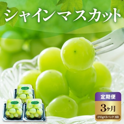 【先行受付】【3ヶ月定期便】 令和8年産 粒 シャインマスカット 210g×3パック×3回