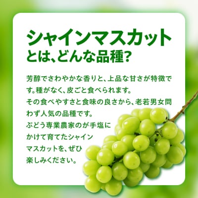 【先行受付】【3ヶ月定期便】 令和8年産 粒 シャインマスカット 210g×3パック×3回