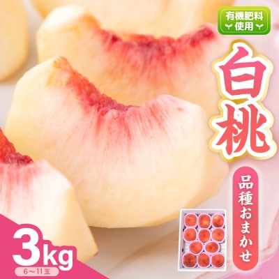 【先行受付】 令和8年産 白桃 ( もも ) 3kg　※品種おまかせ