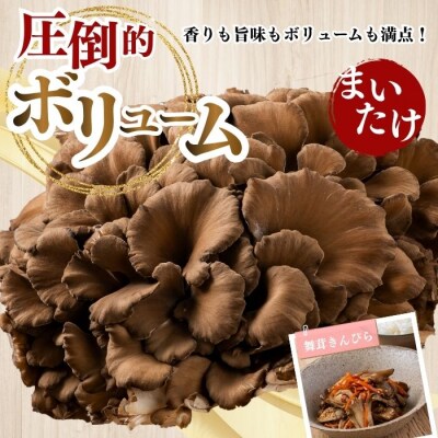 ジャンボまいたけ 1.5kg(500g×3)セット【遠藤農産】