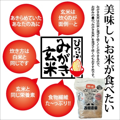 令和7年産 特別栽培米 おぼろづき みがき玄米 5kg 【西間農園】1005-011