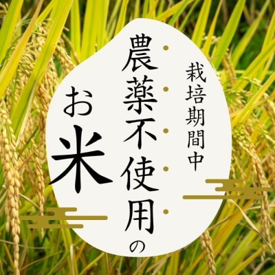 令和7年産 今野農園 ゆめぴりか 精米10kg【ピリカ(株)】