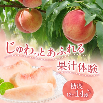 【先行受付8月中旬以降発送】余市産「桃」 2kg【余市ふるさと納税推進センター】_Y160-0002