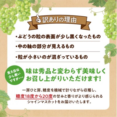 先行受付【9月上旬以降発送】訳あり北海道産シャインマスカット1kg【優品2房】_Y164-0001