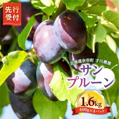 【先行受付:9月上旬以降発送】余市産サンプルーン 1.6kg 400g×4パック_Y168-0003