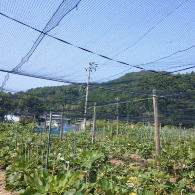 いちじく　 116022　