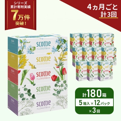 定期便 ティッシュ スコッティ  180箱 (5箱×12P)《計3回》[No.5704-1134]