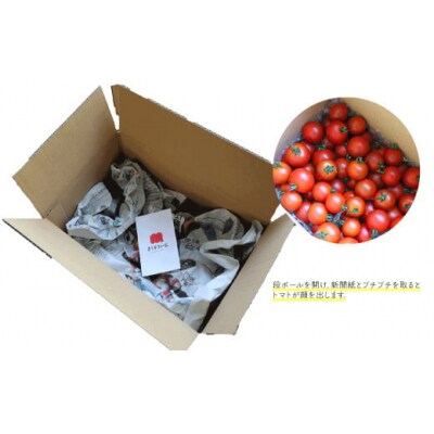 【2026年12月～発送】(秀品・バラ入)高糖度トマト<約1kg>フルティカトマト ましまファーム