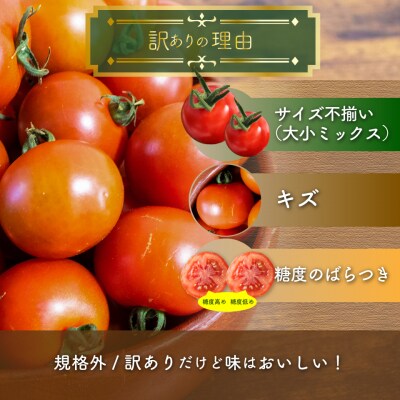 【2026年12月～発送】訳ありフルティカミニトマト <約1.2kg>フルーツトマト ましまファーム