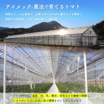 【2026年12月～発送】訳ありフルティカミニトマト <約1.2kg>フルーツトマト ましまファーム