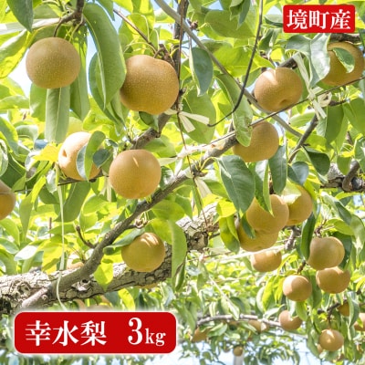 ◎幸水◎ 【30件限定追加】●生育が良好のため● さかいの梨幸水 3kg (限定80箱)