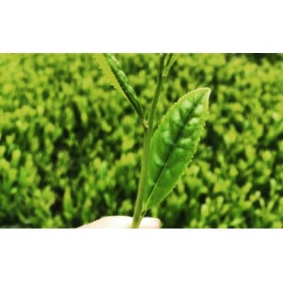 <お茶生産量日本一の鹿児島県産!>小さいお茶屋の深蒸し茶ティーバッグ!!