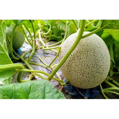 キスロマン メロン 約1.8kg×2玉 [0862] | 青森県つがる市 | ふるさと