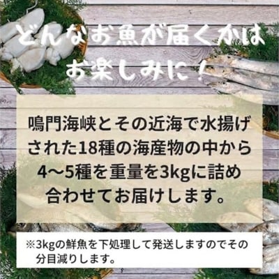 鳴門海峡 冷凍 鮮魚セット 3kg (魚種:4～5種)
