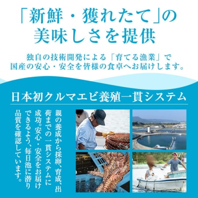 《数量限定・特別品》冷凍車えび特大サイズ1kg(20～28尾・加熱用)【MBC開発】B-136