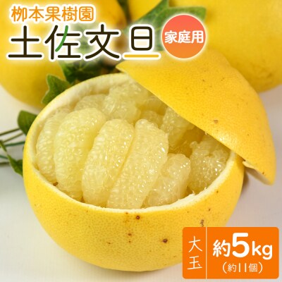 【先行申込】土佐文旦 家庭用 5kg 約11玉 高知 先行申込 大小混合 栁本果樹園 yg-0009