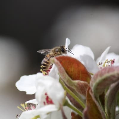 国産日本ミツバチ熟成はちみつ　百花蜂蜜470g*420