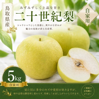 【予約受付中】有梨の実石田 二十世紀梨 自家用5㎏