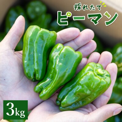 高知県香南市産採れたてピーマン3kg im-0004