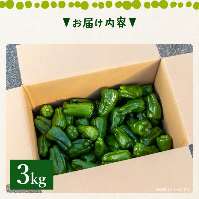 高知県香南市産採れたてピーマン3kg im-0004
