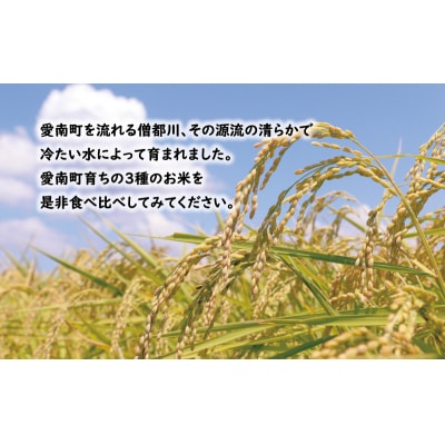 先行予約 新米 令和8年産 コシヒカリ 10kg お米 白米 精米 田中均 愛南町 愛媛県