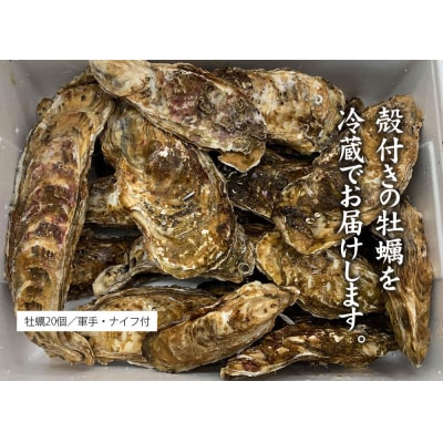 【先行受付】 訳あり 殻付き 生牡蠣 20個 規格外 牡蠣 かき カキ 冷蔵 生食 マルテン水産