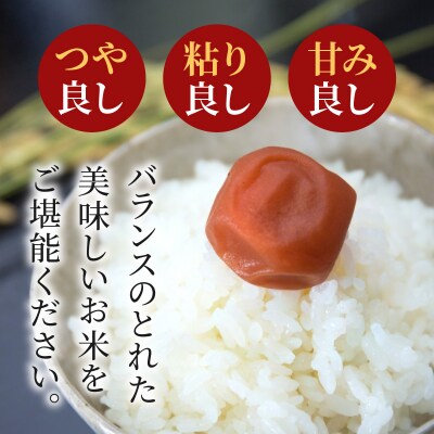 【令和7年産】コシヒカリ 精米 5kg_S050-007A