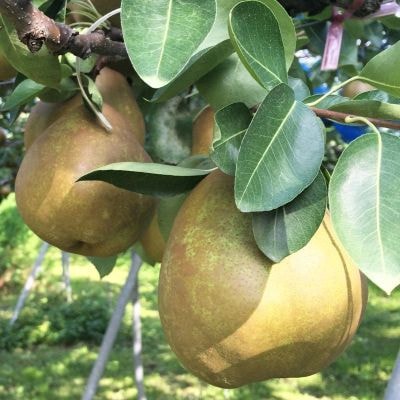 西洋梨(ラ・フランス)5kg　特秀品　大玉　0021-2605