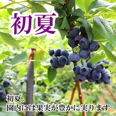 【園主厳選】実のり畑中果樹園産のもぎたて完熟生ブルーベリー約500g(M～2Lサイズ込み)