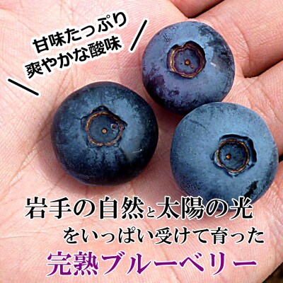 【園主厳選】実のり畑中果樹園産のもぎたて完熟生ブルーベリー約500g(M～2Lサイズ込み)