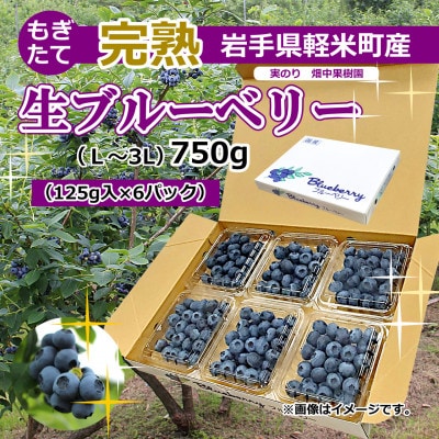 【数量/期間限定】実のり畑中果樹園のもぎたて完熟生ブルーベリー約750g(L～3Lサイズ込み)