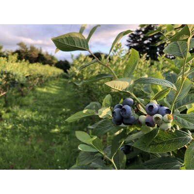 【期間限定】【苅谷果樹園】大粒ブルーベリー(L～2Lサイズ)約500g　小分けパック　岩手県軽米町