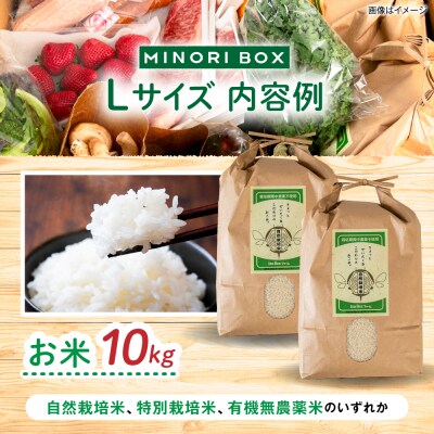 【全4回定期便】糸島産 魚 米 野菜 果物 厳選合わせ Lサイズ　[AOP006]