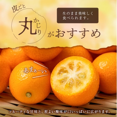 ≪先行予約≫ 宮崎県産 完熟きんかん「たまたま」約1kg 糖度16度以上 ブランド 金柑 柑橘 果物