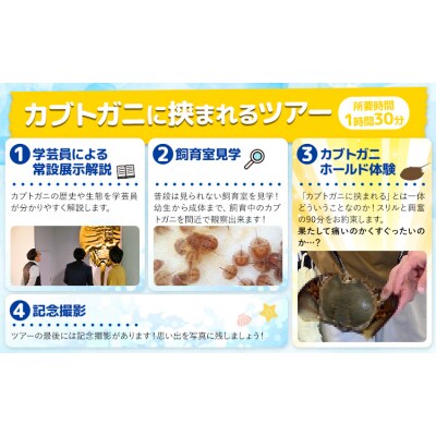 カブトガニに挟まれるツアー 記念品Tシャツ付き 3名 カブトガニ博物館