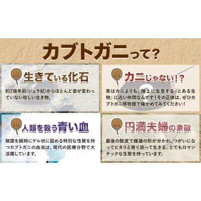 カブトガニに挟まれるツアー 記念品Tシャツ付き 4名 カブトガニ博物館