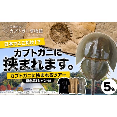 カブトガニに挟まれるツアー 記念品Tシャツ付き 5名 カブトガニ博物館
