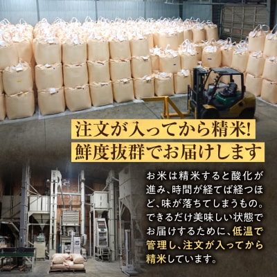 【新米予約】令和8年産 雨竜産 ななつぼし 精米 10kg(5kg×2袋)【定期便全8回】