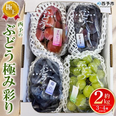 <西予の極上ぶどう極み彩り 約2kg> 果物 くだもの フルーツ ぶどう ブドウ 詰め合わせ
