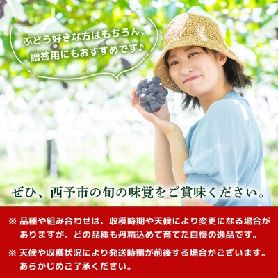 <西予の極上ぶどう極み彩り 約2kg> 果物 くだもの フルーツ ぶどう ブドウ 詰め合わせ