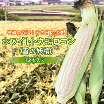 ＜2026年発送＞ ホワイトトウモロコシ(雪の妖精)12本入り F20E-698