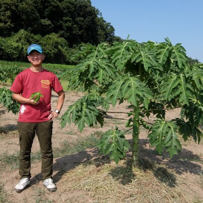 ＜先行受付＞ フレッシュ 青パパイヤ 合計3kg F20E-697