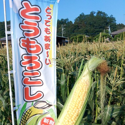 夜間収穫したとうもろこし ゴールドラッシュ2Lサイズ 25本 (約10kg) F21E-066