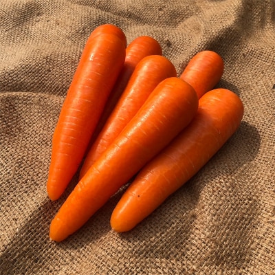 妙義山の麓 春のにんじん 2kg F21E-195